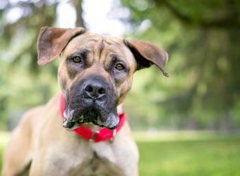 Special Nutrition for Large Breed Dogs