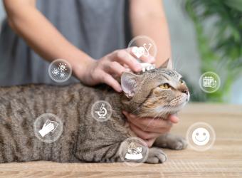 Is Your Kitty Content? 6 Signs of a Happy, Healthy Cat