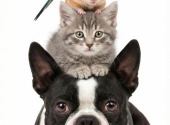 Choosing the Right Breed: Finding the Perfect Fit for Your Lifestyle