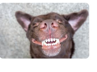 Why Professional Dental Care Matters More Thank You Think