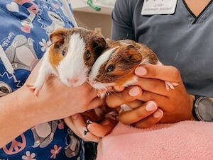 decor image on Animal Medical Clinic